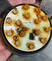 20200831_dead_yellow_light.jpg