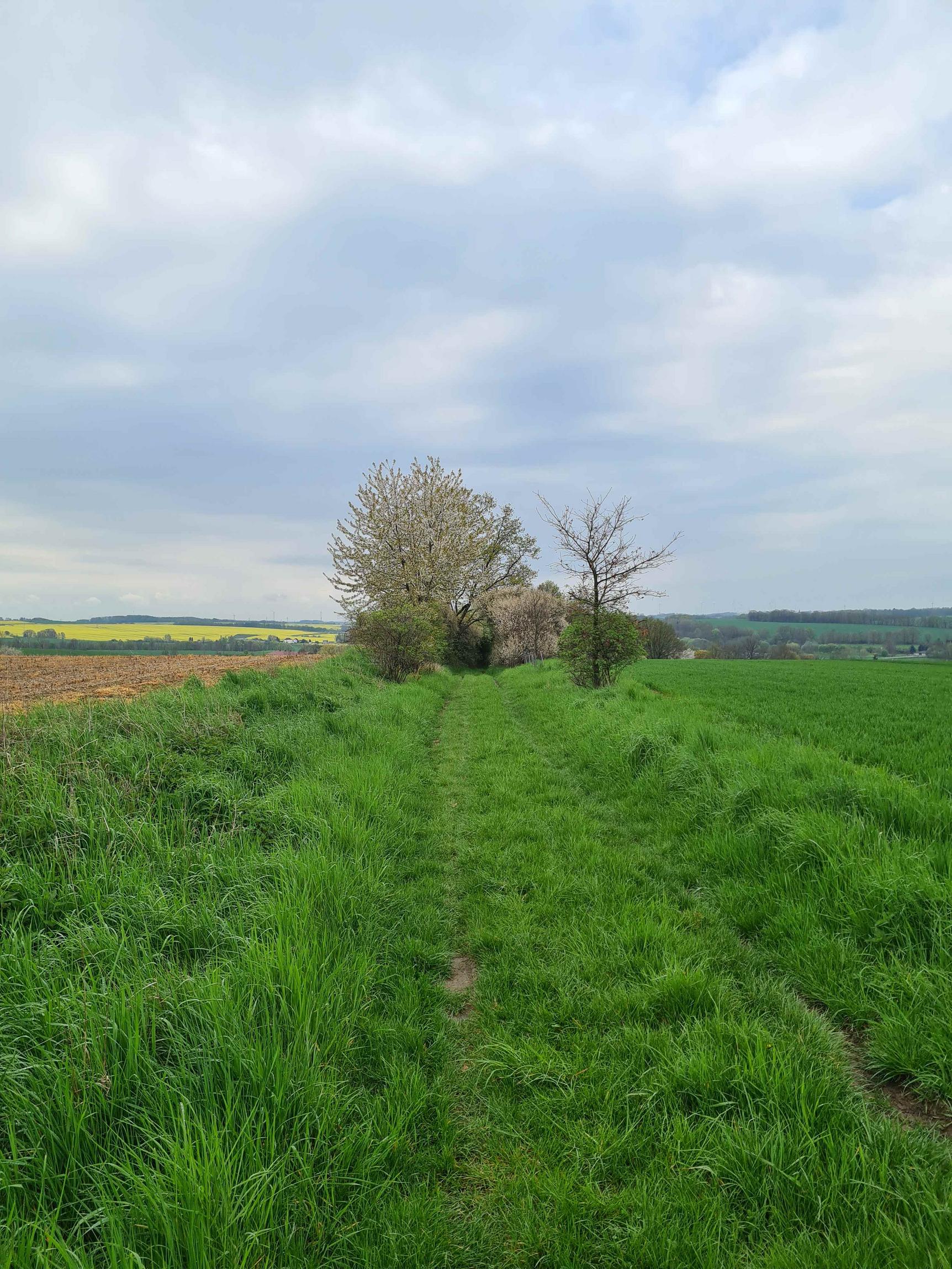 meeting-backgrounds/altenburg.jpg