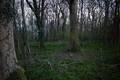 deer-in-forrest.jpg