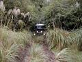 landybush.JPG