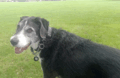 IMG_20250325_121328_pete.gif